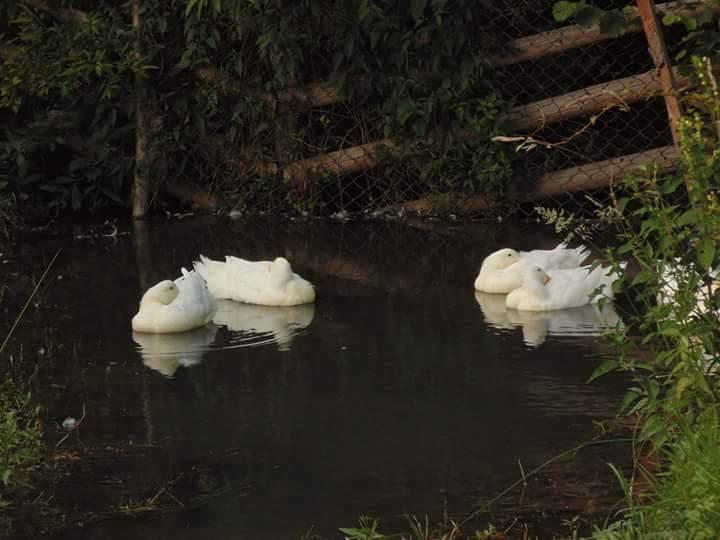 Floare De Maramures 2 Sighetu Marmaţiei Esterno foto